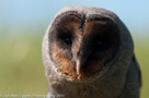 Roofvogels